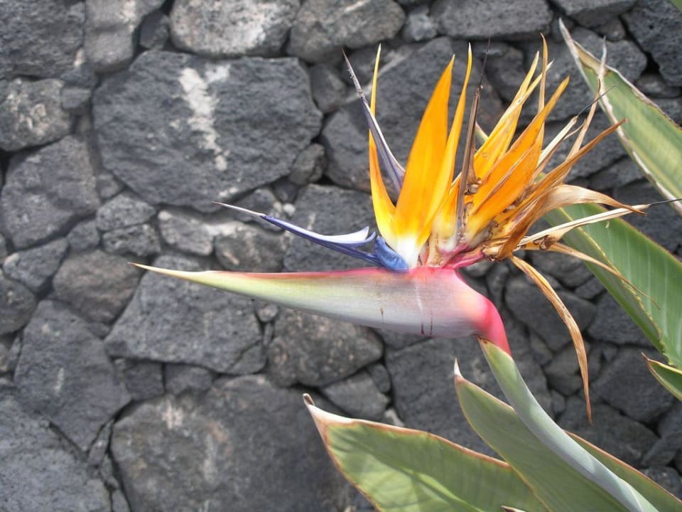 Fleurs Sandos Papagayo