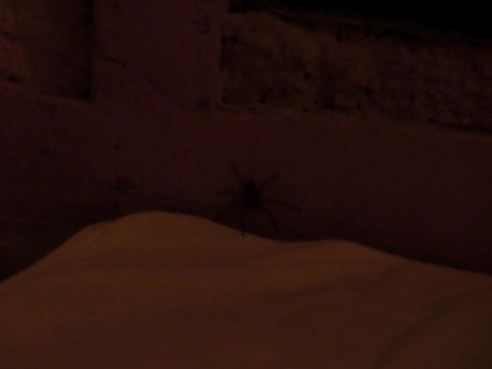 Spinne im Bad Hotel Gajah Mina Beach Resort