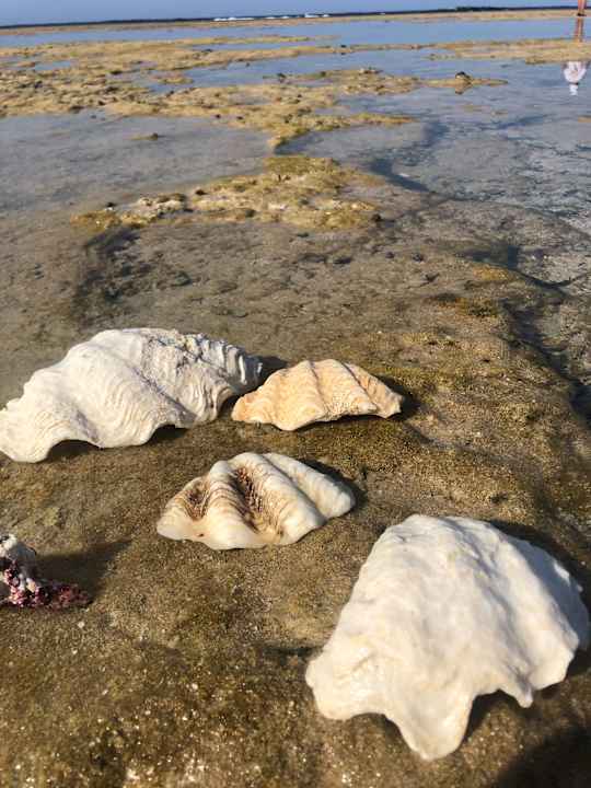 Strand JAZ Neo Reef Marsa