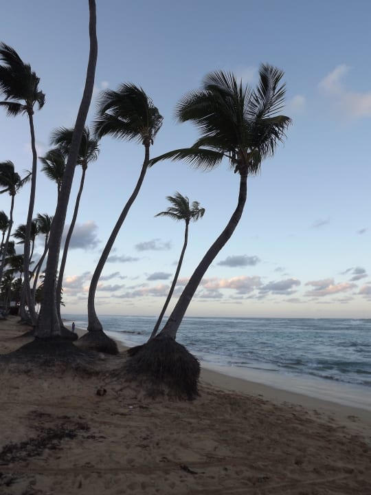 Palmen Grand Sirenis Punta Cana Resort & Aquagames