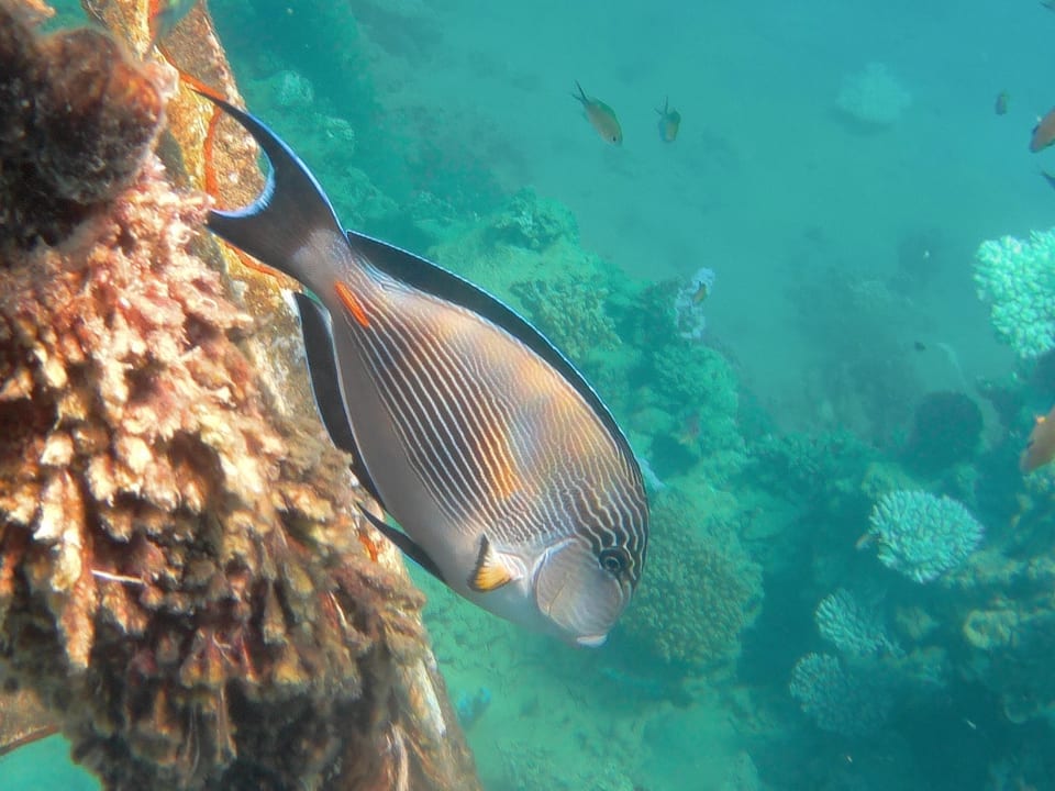 Strand Sirena Beach Resort & Spa