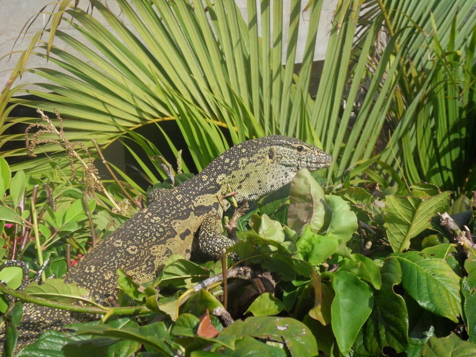 Waran Baobab Beach Resort & Spa