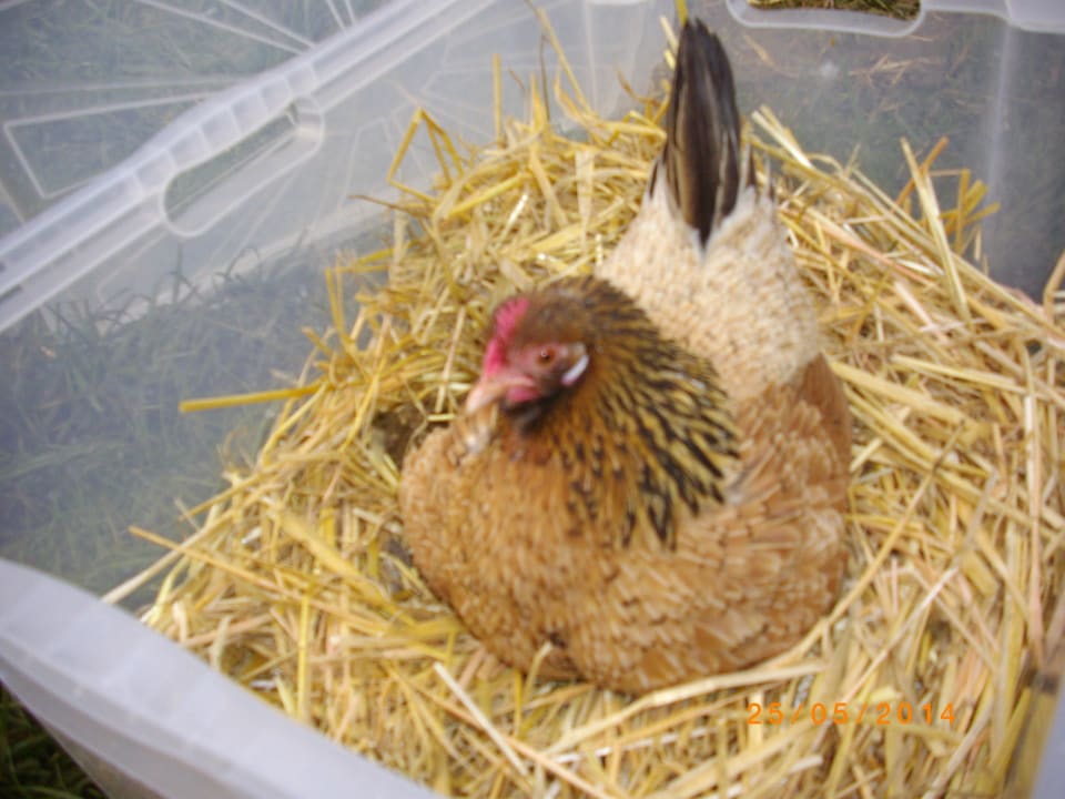 Huhn beim Brüten Danielhof - Urlaub auf dem Bauernhof