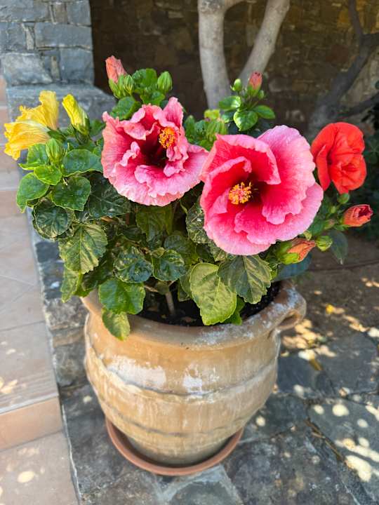 Gartenanlage allsun Hotel Malia Beach