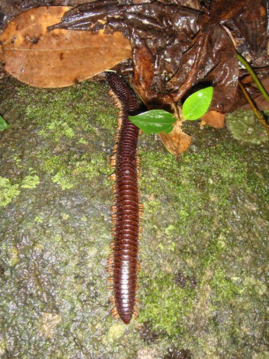 Tausendfüssler auf dem Nid d'Angles Le Domaine de l'Orangeraie