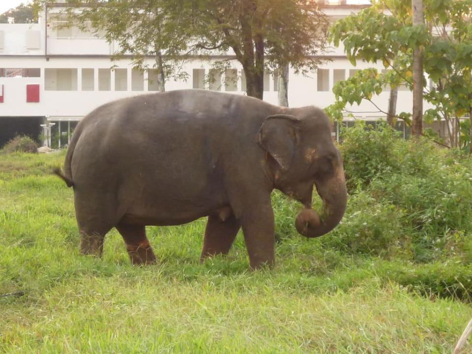 Grasender Elefant Nähe des Hotels The Briza Beach Resort Khaolak