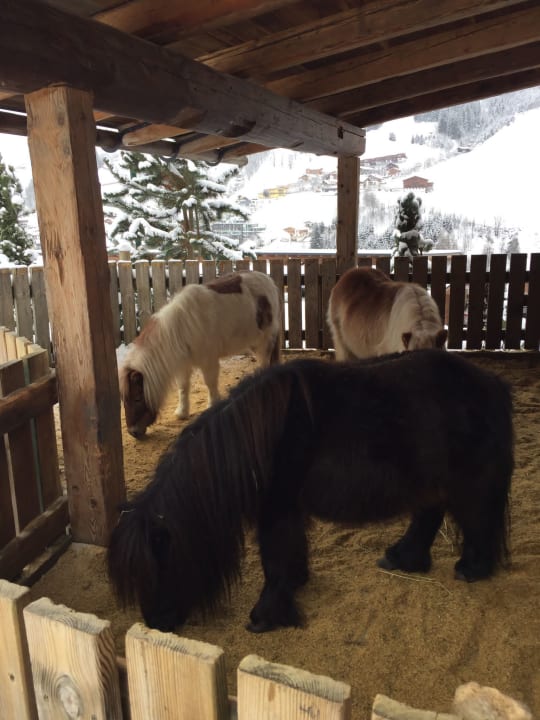 Sport & Freizeit Ellmauhof - das Generationenresort