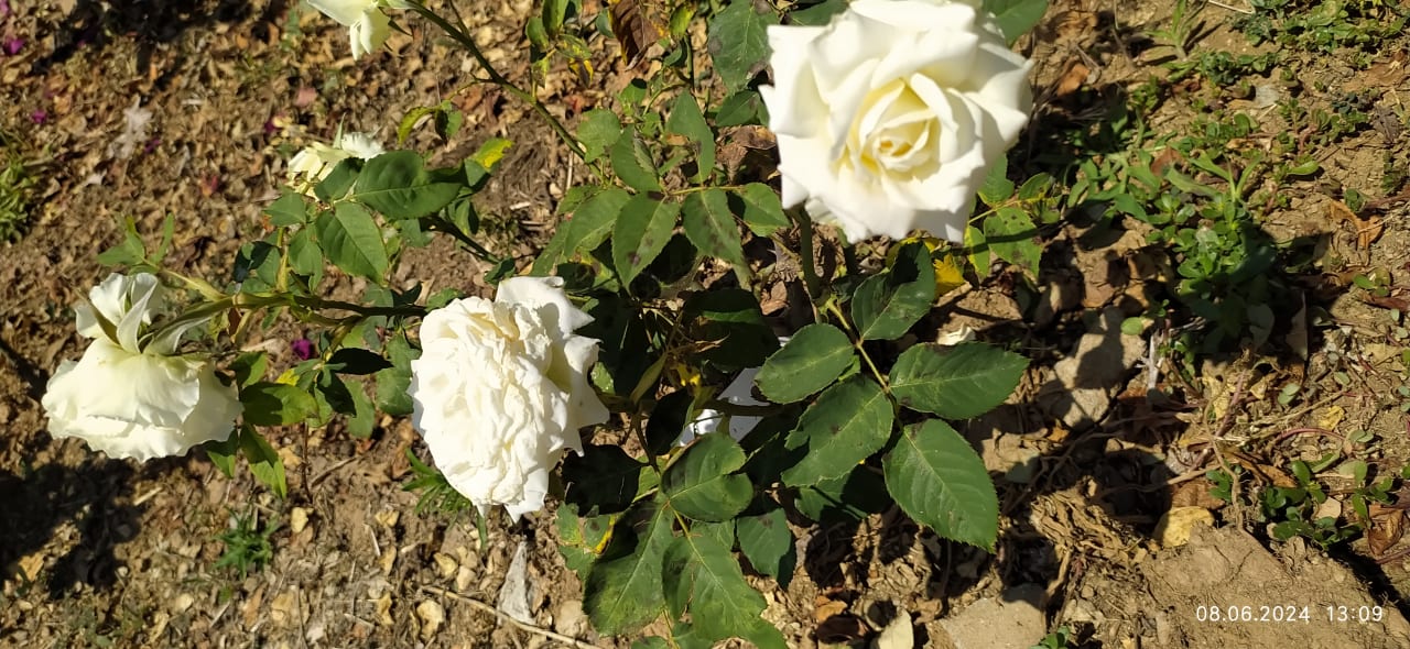 Gartenanlage Akrathos Beach Hotel