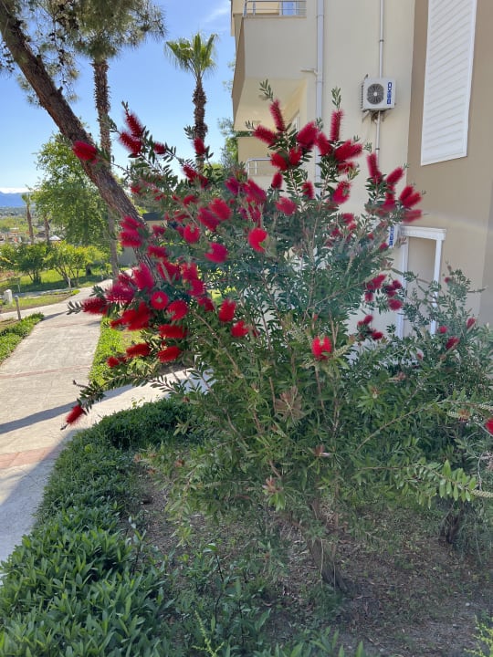 Gartenanlage Club Sidelya Hotel