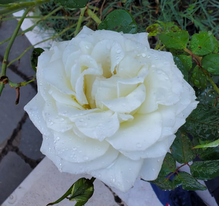 Gartenanlage Hotel Bineri