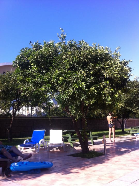 Limettenbäume am Pool Armas Gül Beach