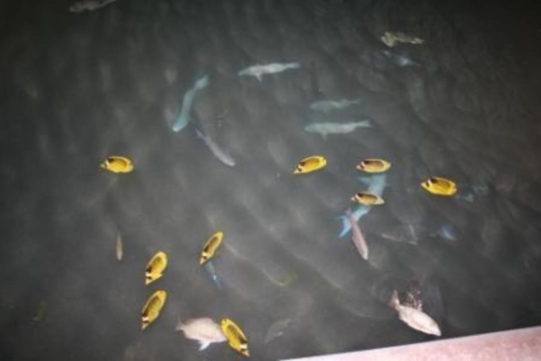 Fische in der Lagune Pickalbatros Dana Beach Resort - Hurghada