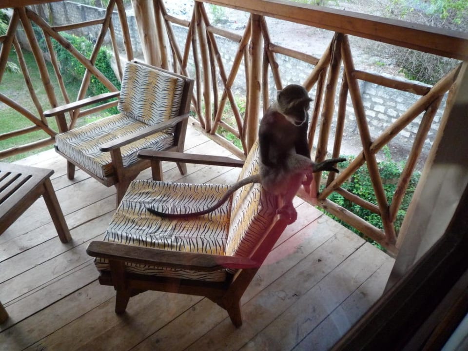 Die Affen sind los Neptune Palm Beach Boutique Resort & Spa