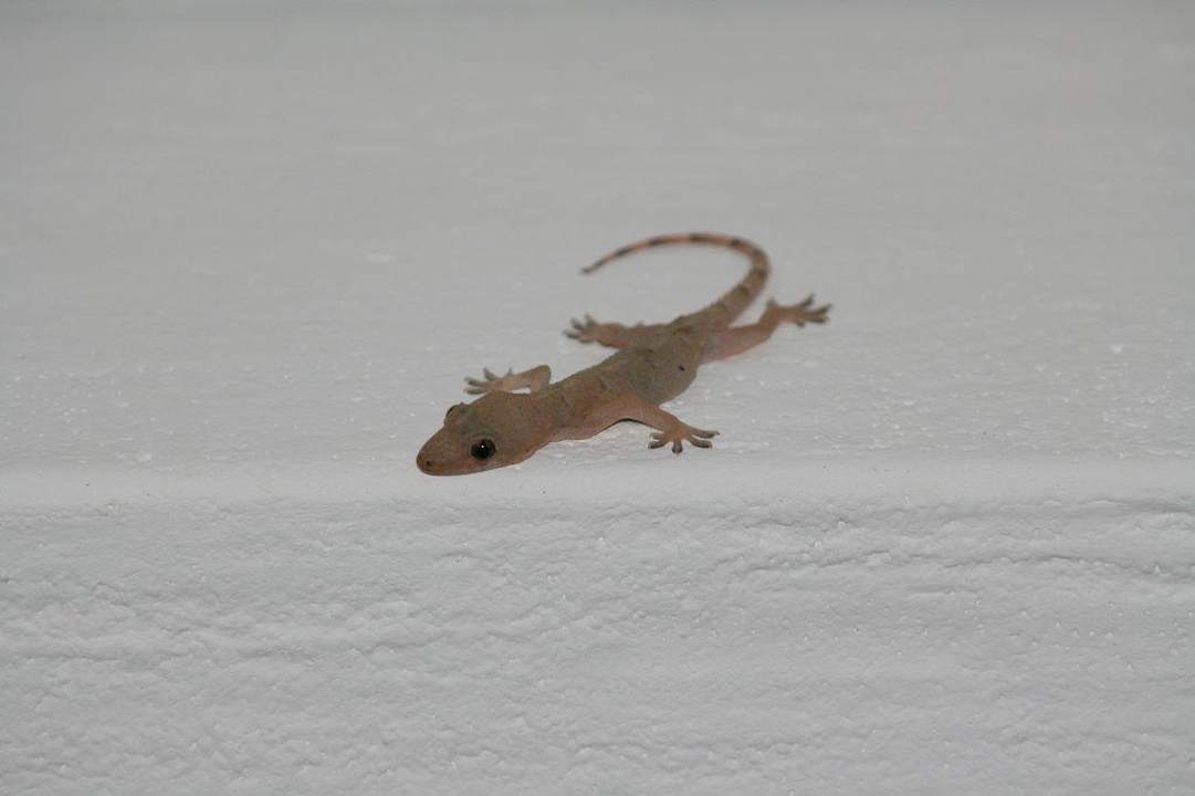 Kleine Besucher im Hotel Kaskazi Beach Resort