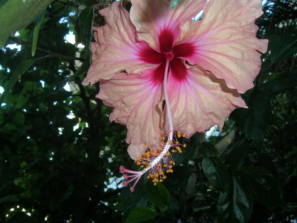 Hibiscus Hotel Kathrin Beach