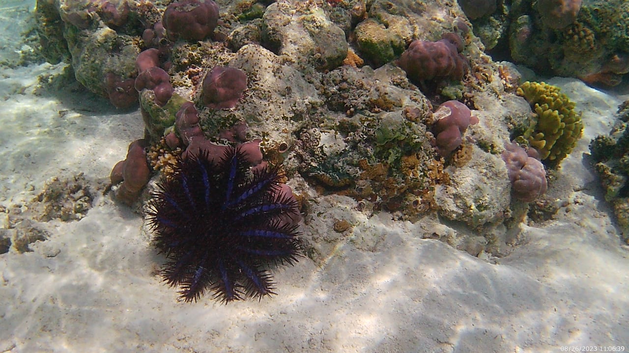 Sport & Freizeit Hotel Riu Palace Maldivas