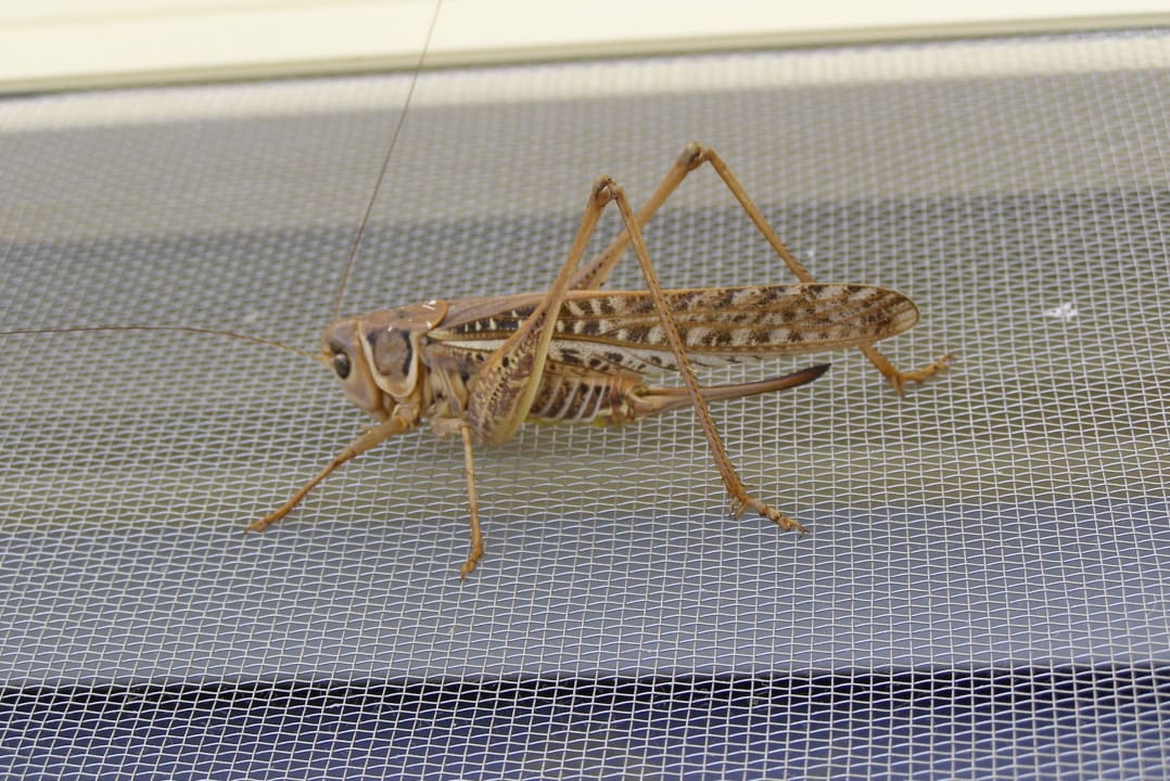 Unser Besucher Schrecki Lindos Princess Beach Resort & Spa