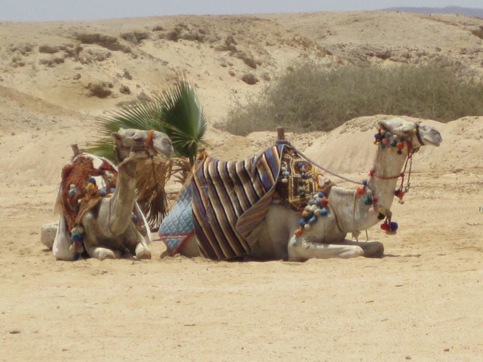 Strand Three Corners Fayrouz Plaza Beach Resort