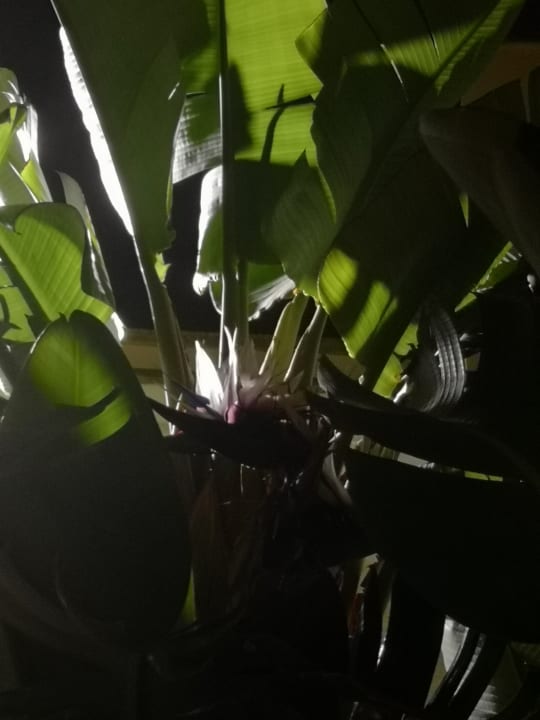 Garten Grupotel Playa de Palma Suites & Spa