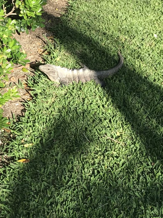 Sonstiges Grand Palladium Kantenah Resort & Spa