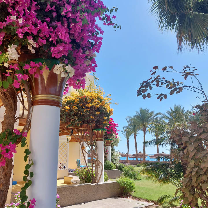 Gartenanlage Palm Royale Resort - Soma Bay