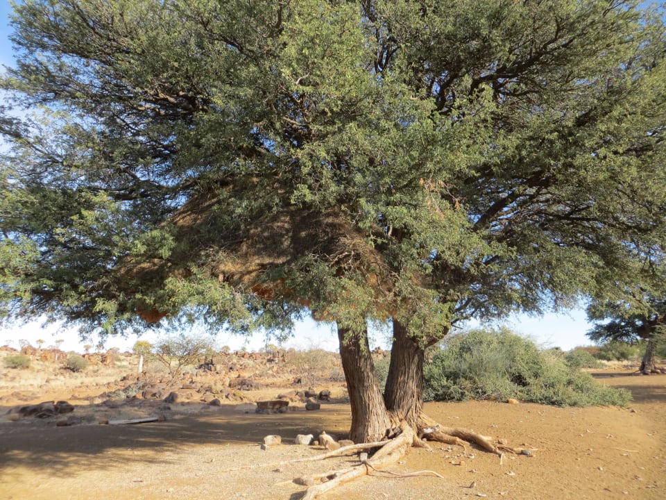 Stellplatz im Bushcamp Mesosaurus Fossil Camp