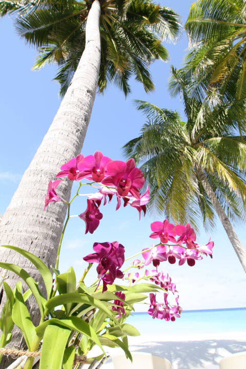 Liebevolle Gestaltung Veligandu Maldives Resort Island