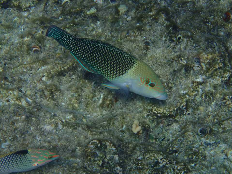 Strand Serenity Alpha Beach