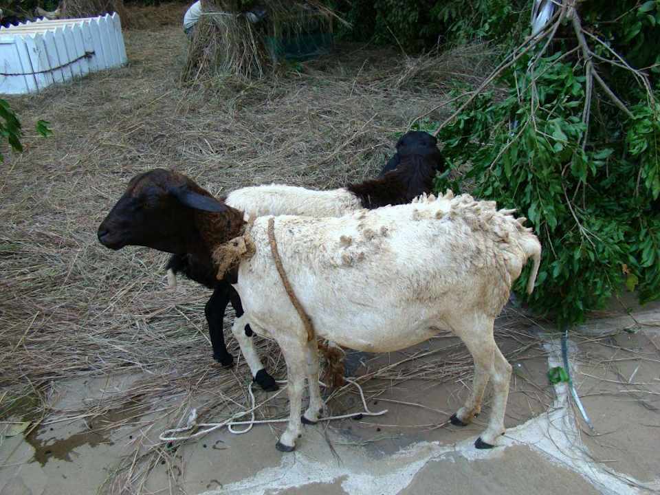 Baobab - Weihnachtsstreichelzoo Baobab Beach Resort & Spa