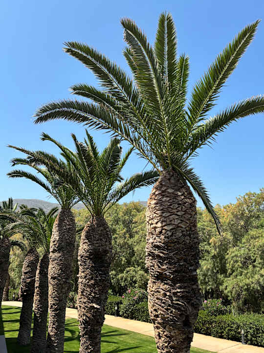 Gartenanlage allsun Hotel Malia Beach