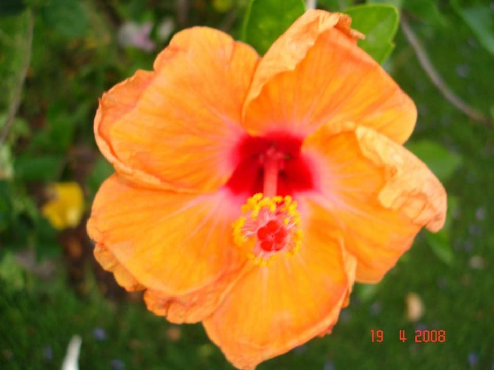 Blühende Anlage Ghazala Beach