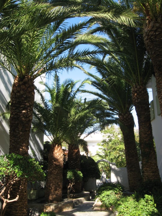 Garten Alianthos Garden Hotel