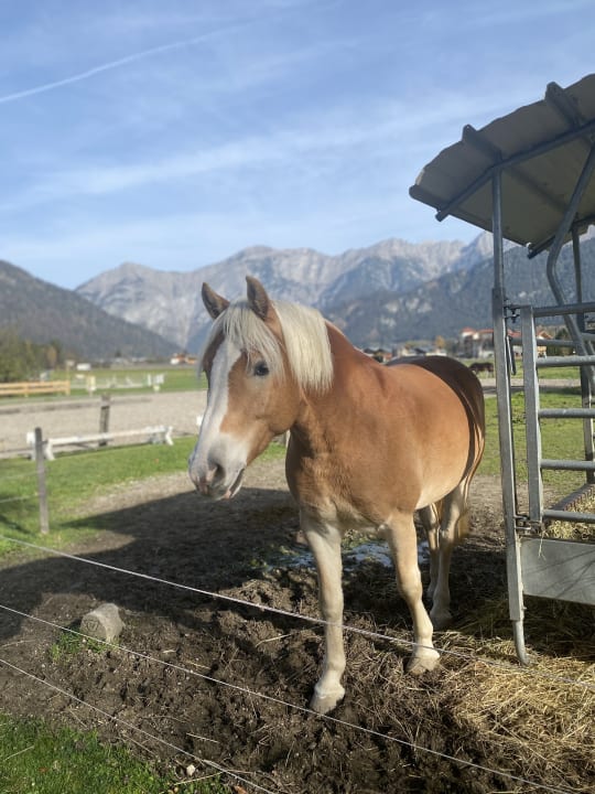 Sport & Freizeit Apartments Stefflhof