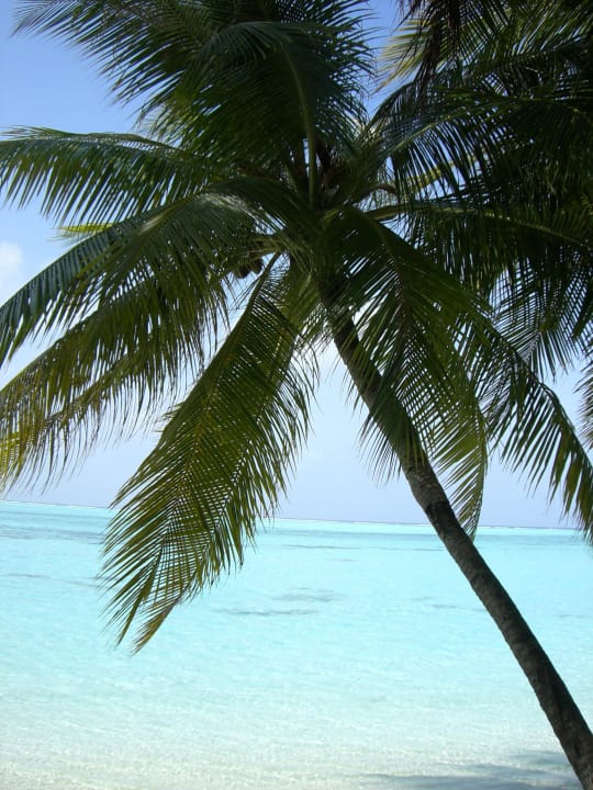 Palmen Villa Park Sun Island