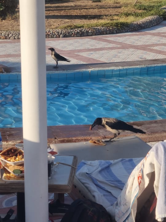 Pool Pharaoh Azur Resort