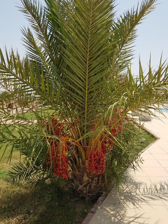 Gartenanlage Lahami Bay Beach Resort