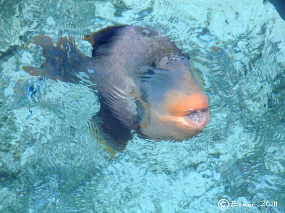 Tägliche Begrüßung am Balkon Summer Island Maldives