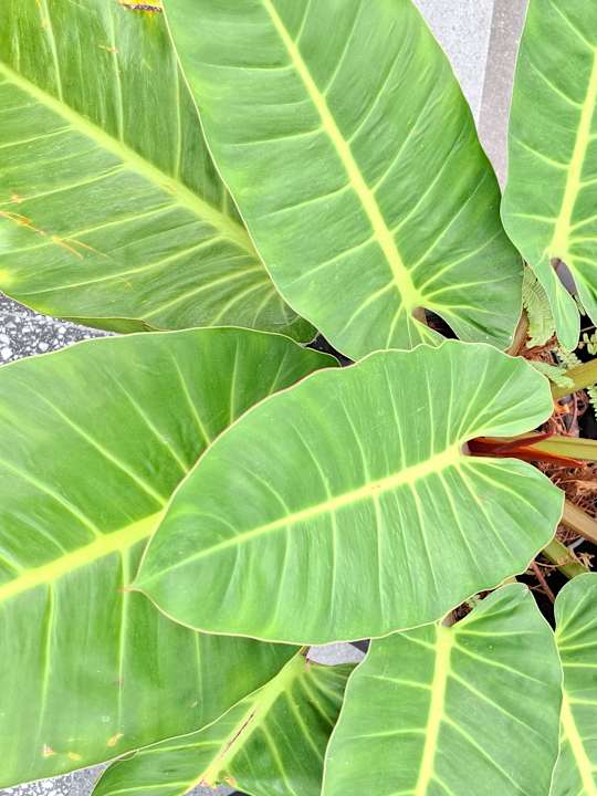 Gartenanlage ASAI Bangkok Chinatown