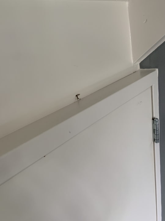 Zimmer Roompot Marinapark Volendam