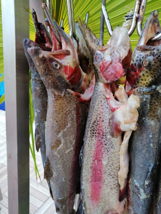 Gastro Glamour Resort & Spa