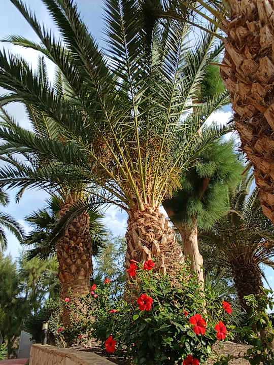 Gartenanlage Marina Playa Suite Hotel