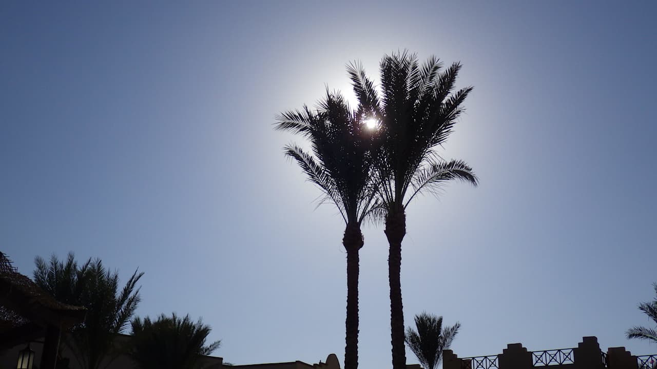Palmen The Grand Hotel Sharm El Sheikh
