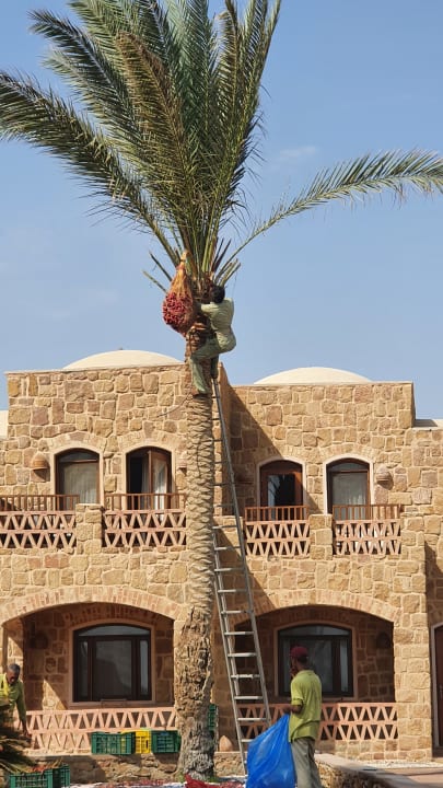 Gartenanlage Mövenpick Resort El Quseir