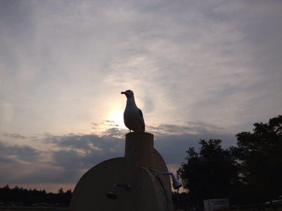 Immer diese Liegenbesetzer Maistra Camping Valkanela