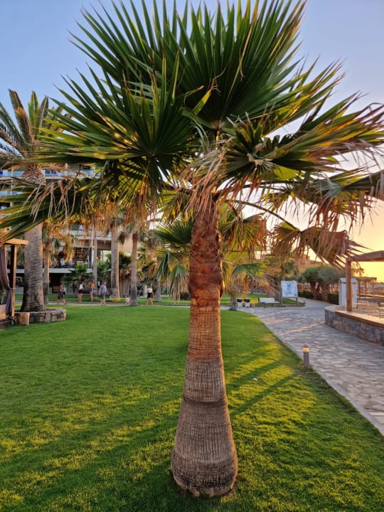 Gartenanlage Calimera Sirens Beach