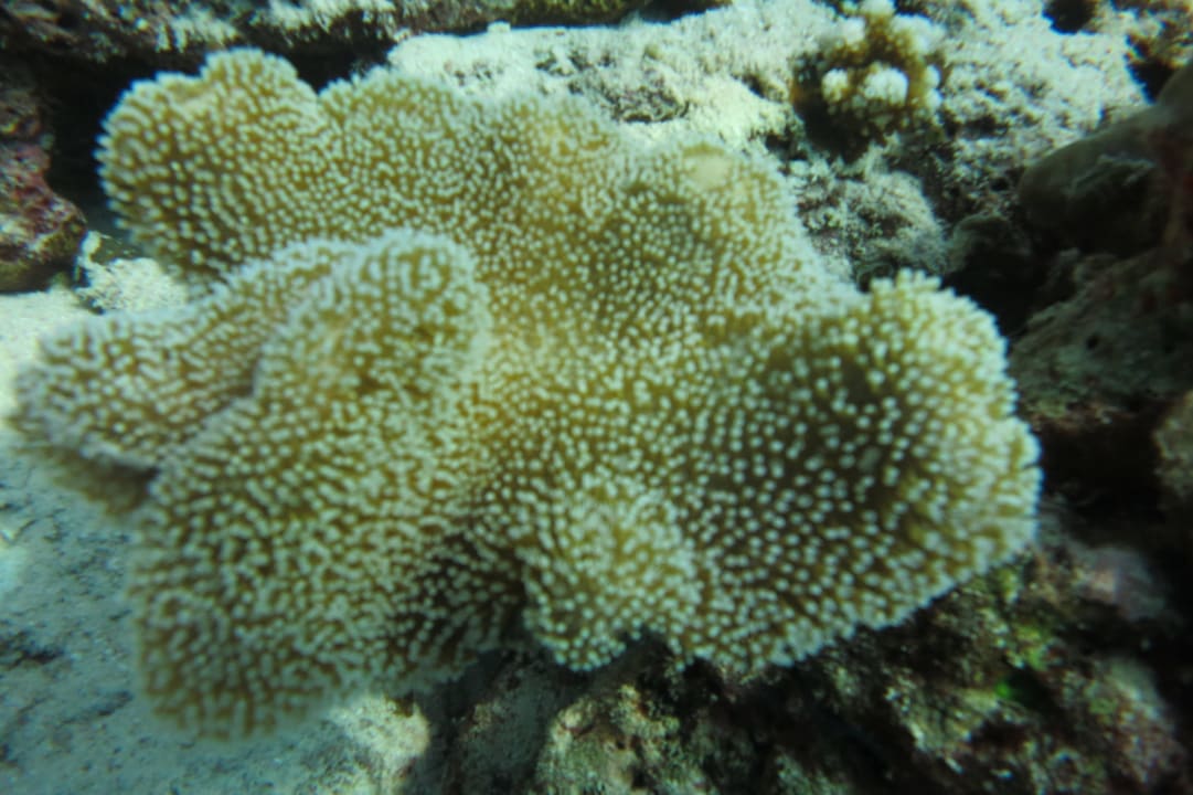 Life NH Collection Maldives Reethi Resort