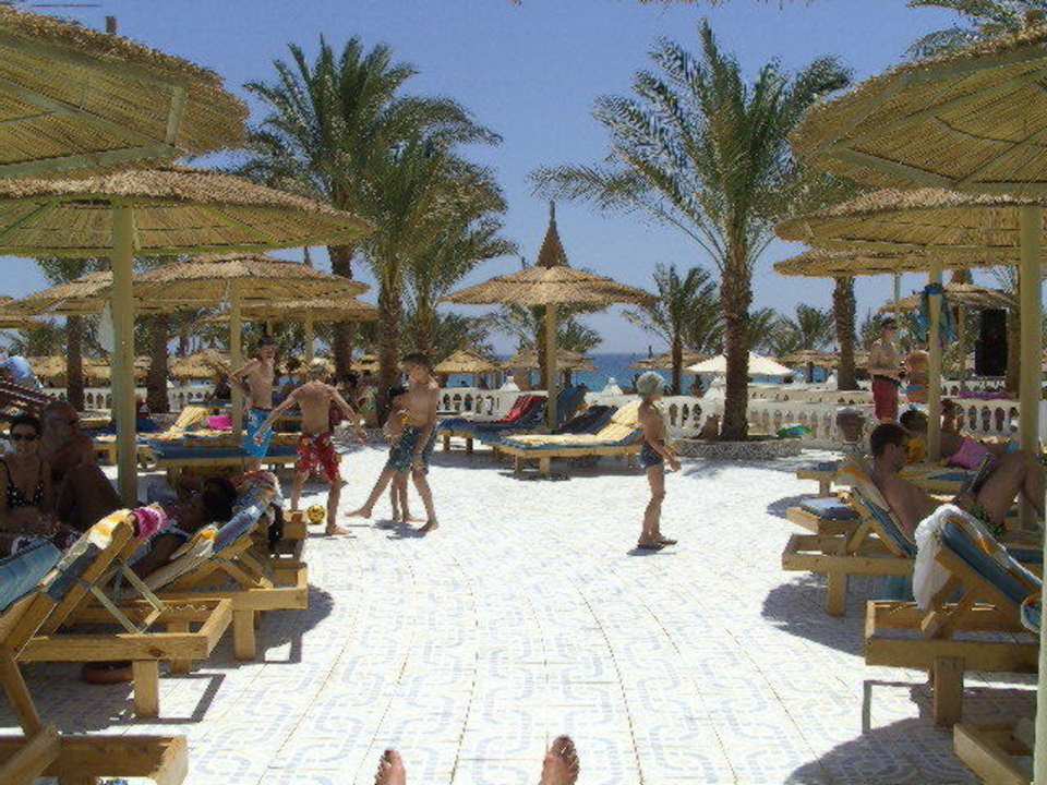 Liegebereich am Pool Beach Albatros Resort