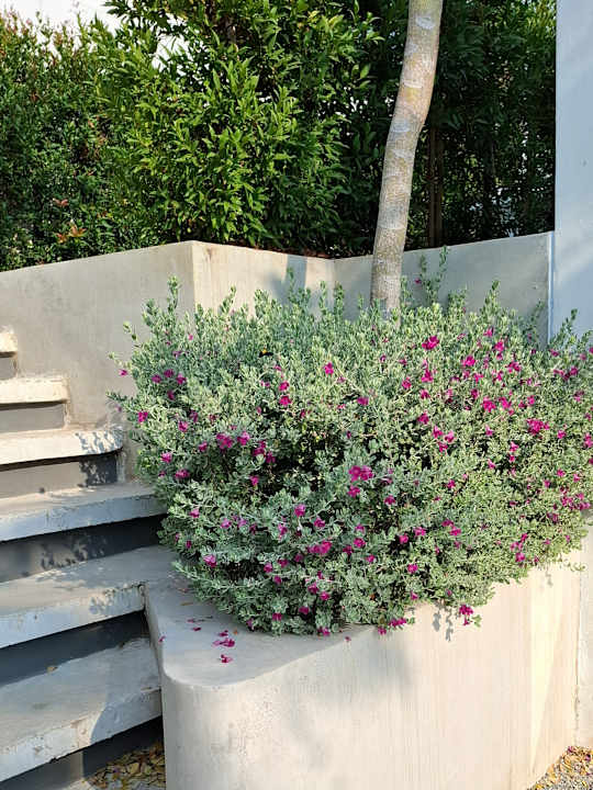 Gartenanlage Pichcha Kohlarn