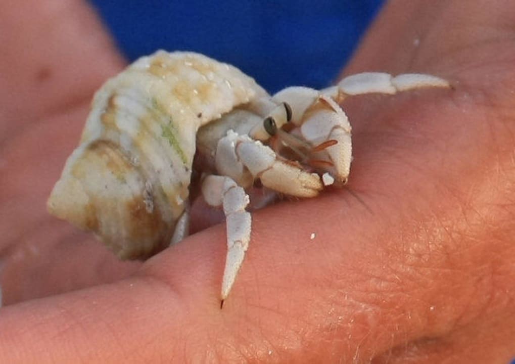 Kleine Krabbe auf der Hand NH Collection Maldives Reethi Resort