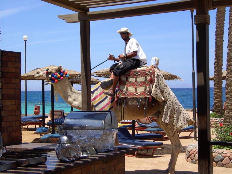 Das Hauskamel Arabia Azur Resort